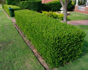 simsir-buxus-sempervirens-1