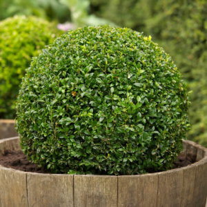 simsir-buxus-sempervirens