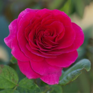 ruze-cajevke-big-pipl