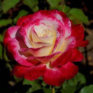 ruze-cajevke-dabl-dilajt-double-delight