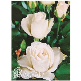 ruze-cajevke-pascali