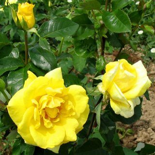 ruze-penjacice-puzavice-din