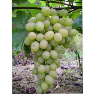 vinova-loza-stone-sorte-vinove-loze-lasta