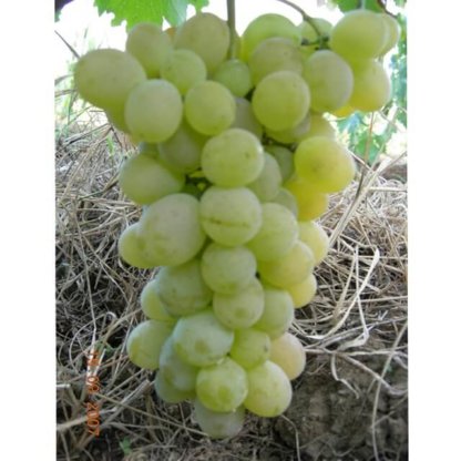 vinova-loza-stone-sorte-vinove-loze-muskat-italija