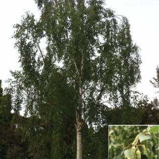 liscarsko-drvece-breza-betula-verrucosa
