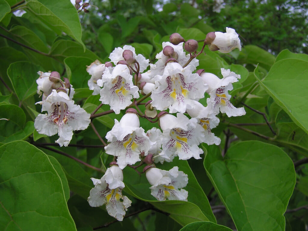 Kuglasta katalpa (Catalpa bignonioides ‘Nana’) - Rasadnik Ševar