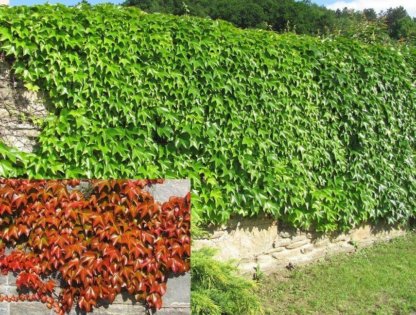 puzavice-penjacice-parthenocissus-ticuspidata