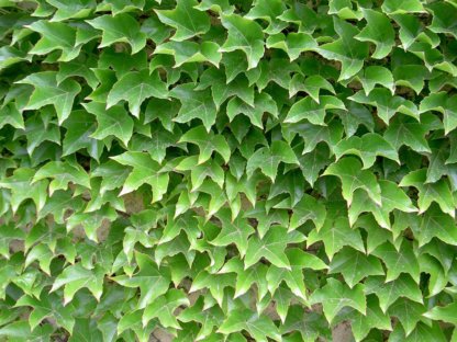 puzavice-penjacice-parthenocissus-tricuspidata