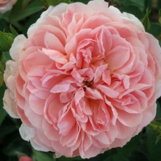 ruze-grmolike-kolet-colette