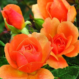 ruze-mnogocvetne-floribunde-alison-alison