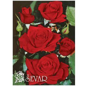 ruze-mnogocvetne-floribunde-nikolo-paganini-niccolo-paganini