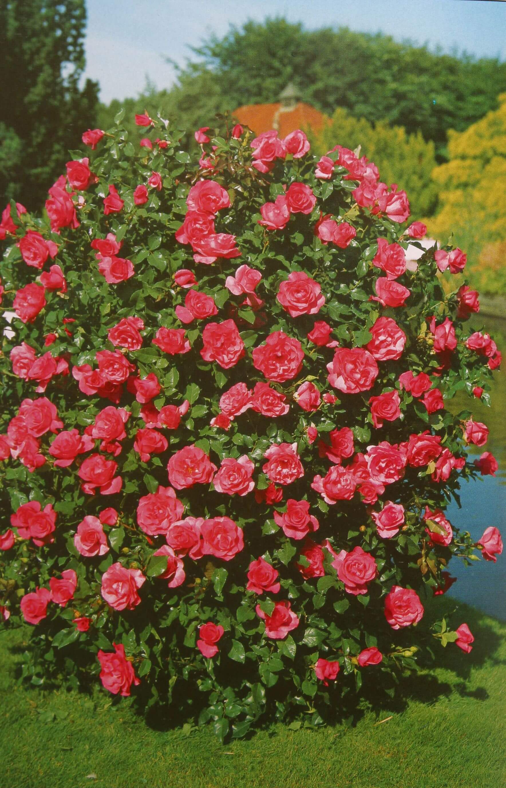 Шрабы розы что это такое фото. Розы шрабы. Парковые розы шрабы.