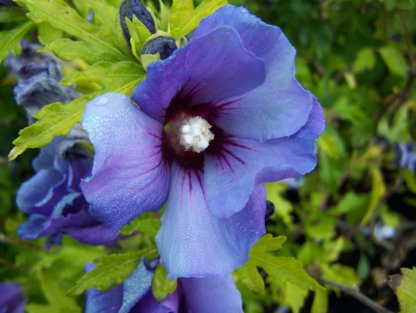 ukrasni-grmovi-hibiskus-plavi-hibiscus-syriacus-oiseau-bleu