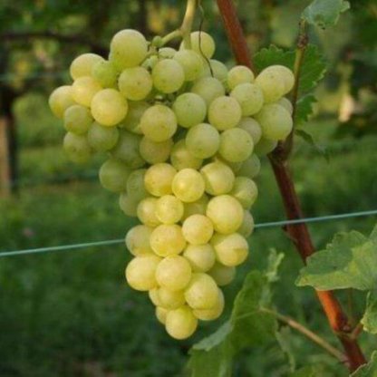 vinova-loza-stone-sorte-vinove-loze-demir-kapija-1