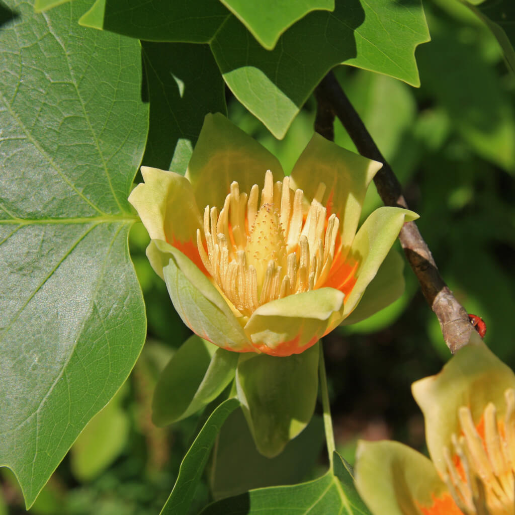 tulipanovac-liriodendron-tulipifera-rasadnik-evar