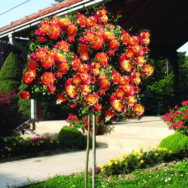 Ruža Ruze-stablasice-kuglaste-forme-stablasica-mambo-mambo-600x600