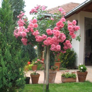 Ruže stablašice - Padajuće forme