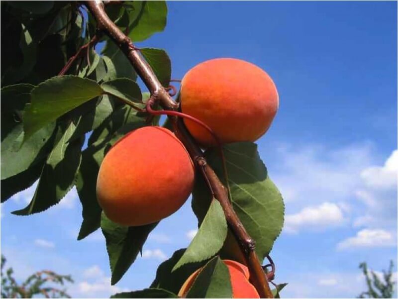 vocne-sadnice-kajsije-berzeron-bergeron