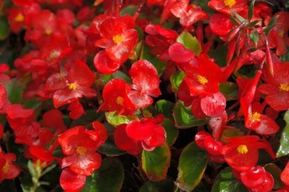 sezonsko-cvece-begonija-begonia-semperflorens-2