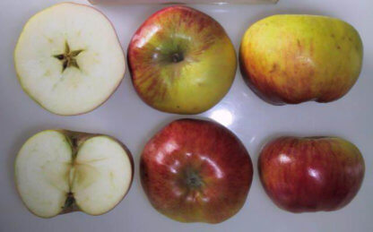 vocne-sadnice-jabuka-kolacara