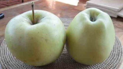 vocne-sadnice-jabuka-kolumbija