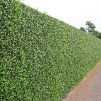 Živa ograda (Ligustrum vulgaris)