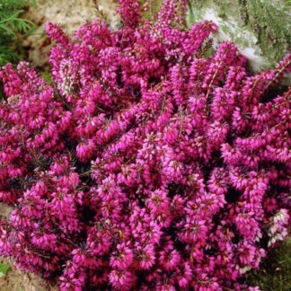 Erika - Erica carnea - CRVENA