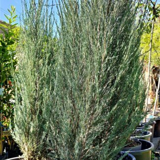 Juniperus scopulorum 'Skyrocket' - Nebeska raketa 170 - 200 cm