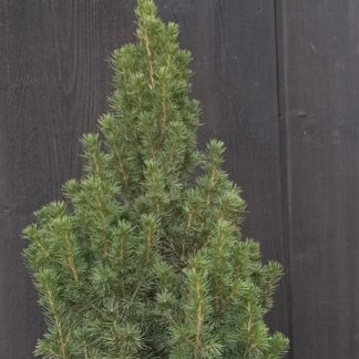 Patuljasta smrča Picea glauca conica 40-50cm