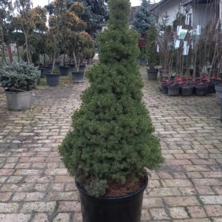 Patuljasta smrča  Picea glauca ‘Conica’100-120cm
