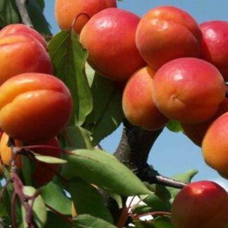 Ruža visoko kalemljena