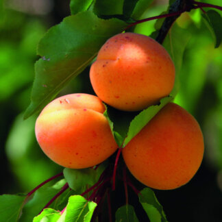 Madjarska Najbolja visoko kalemljena