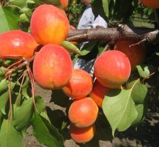 NS-4 visoko kalemljena