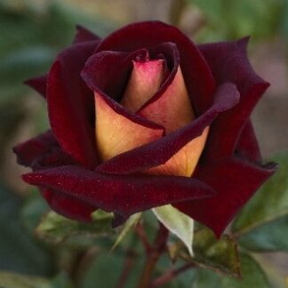 Edi Mičel (Eddy Mitchell®)