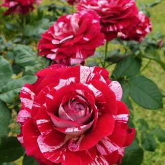 Hulio Iglesias (Julio Iglesias®)