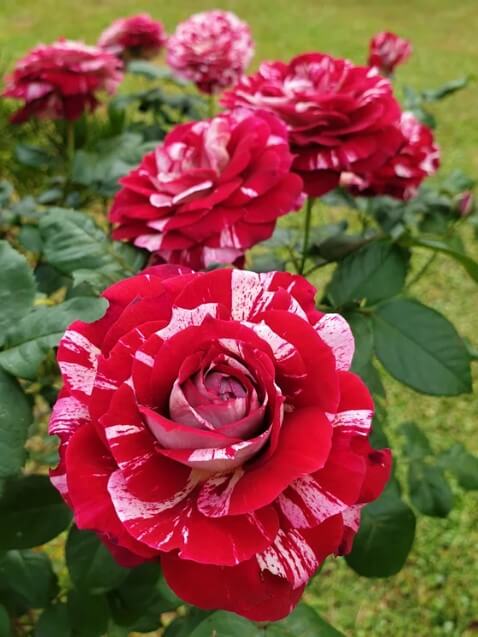 Hulio Iglesias (Julio Iglesias®)