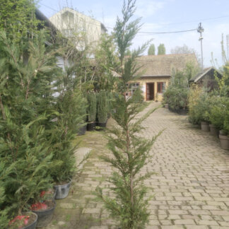 Cupressocyparis leylandii (lejlandi čempres)